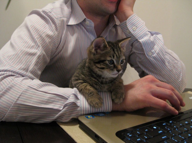 Illustration de l'article : 25 cute pets snapped mimicking their owners