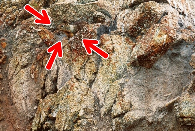 Illustration de l'article : If you don’t have perfect vision, you won’t be able to find the hidden animals in these 10 photos!