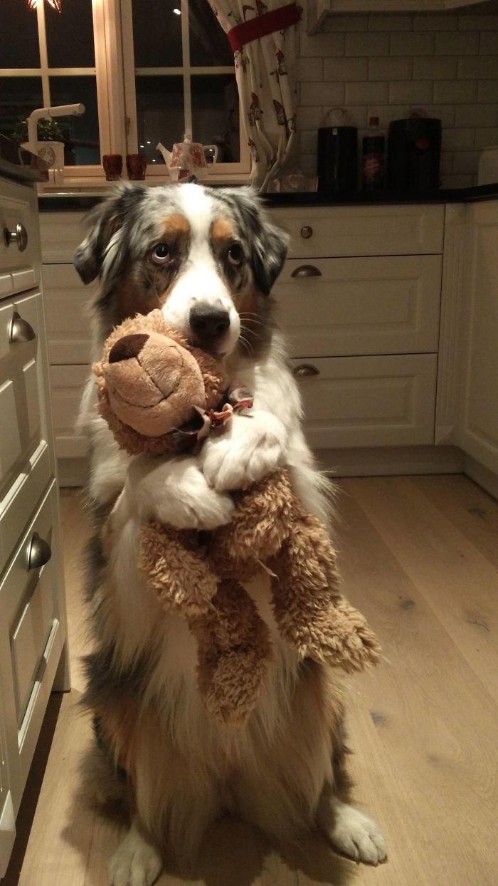 Illustration de l'article : 20 adorable photos of Australian Shepherd dogs