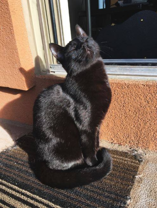 Illustration de l'article : 15 images that show how life with a cat can sometimes be complicated
