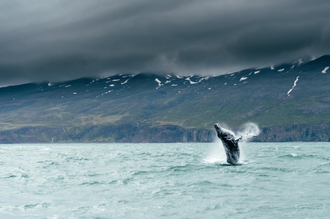 Illustration de l'article : 32 awesome perfectly-timed photos