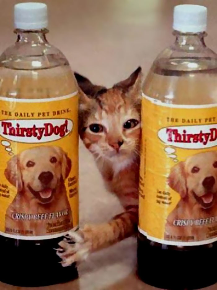 Illustration de l'article : 20 products launched by major companies that were major fails
