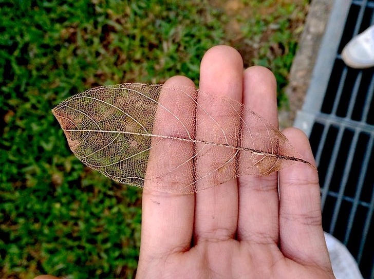 Illustration de l'article : Check out these 21 strange discoveries that deserve a closer look