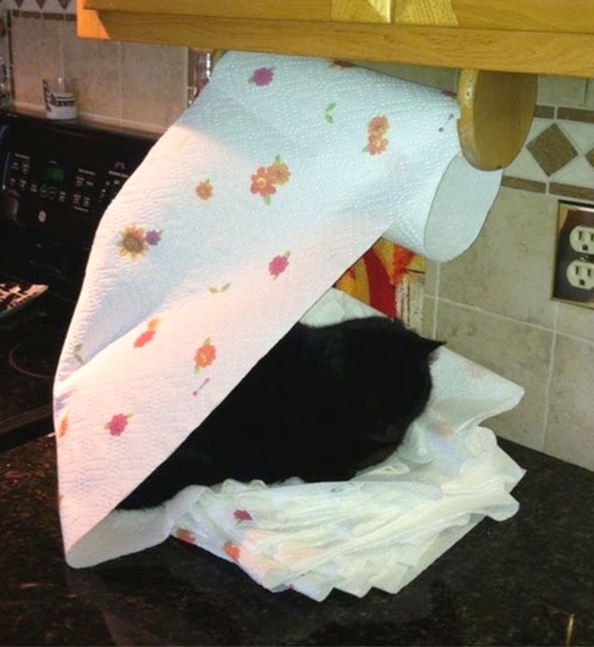 Illustration de l'article : 18 animals that were caught in the act