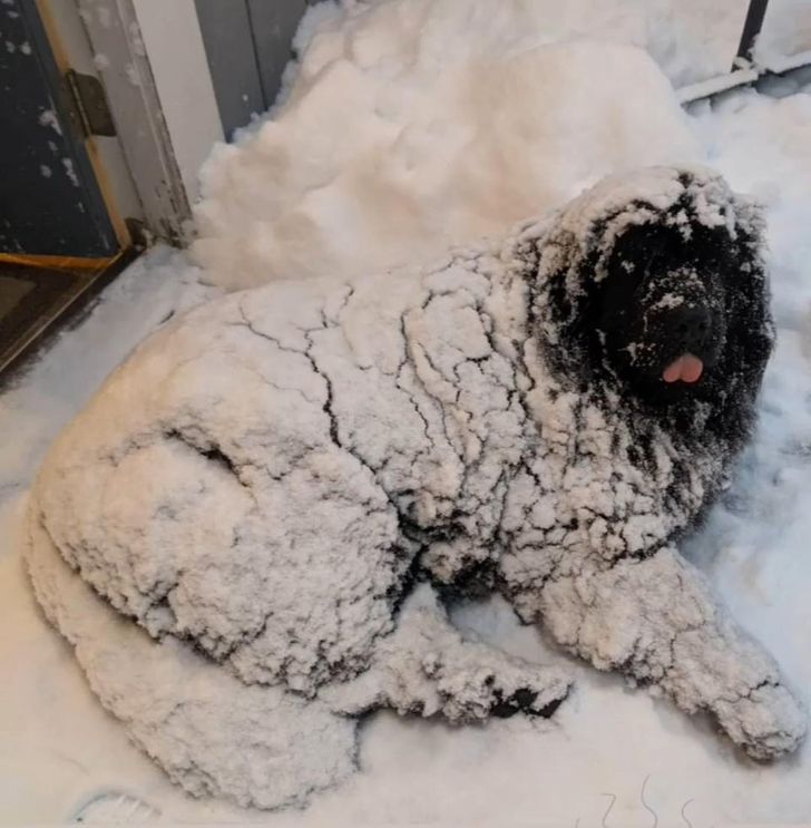 Illustration de l'article : 20 photos that show how tough life can be for a pampered pet