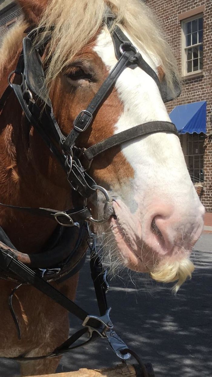 Illustration de l'article : 20 unusual photos of horses with moustaches