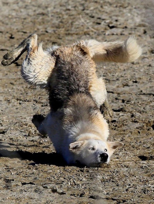 Illustration de l'article : 32 awesome perfectly-timed photos