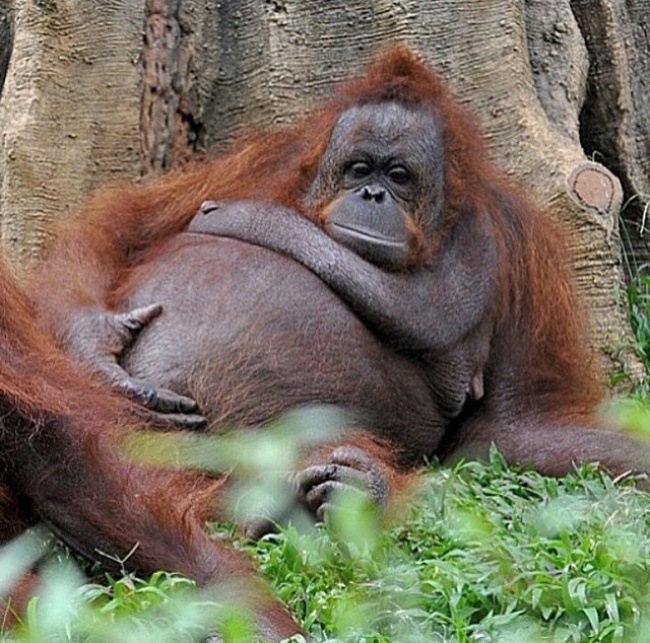 Illustration de l'article : 15 absolutely beautiful animal mothers
