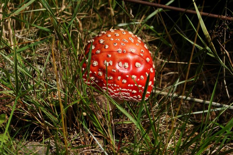 Illustration de l'article : 15 photos of the world's most dangerous garden