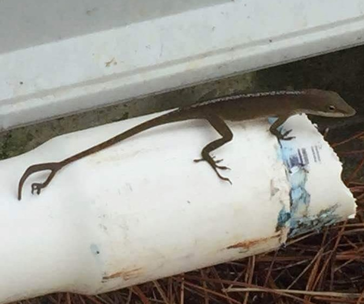 Illustration de l'article : 18 photos of unusual physical traits and natural wonders