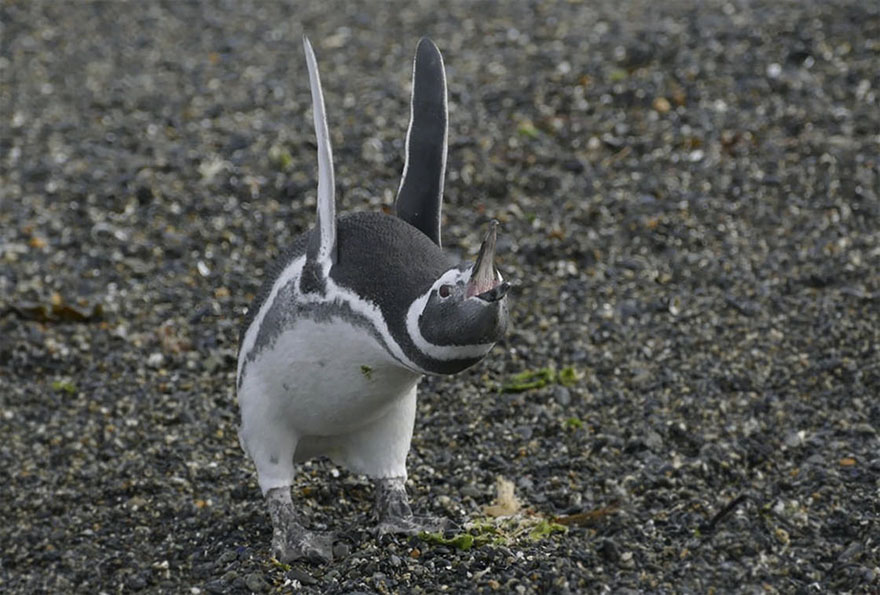 Illustration de l'article : 14 pictures of animals chosen as the funniest of the year
