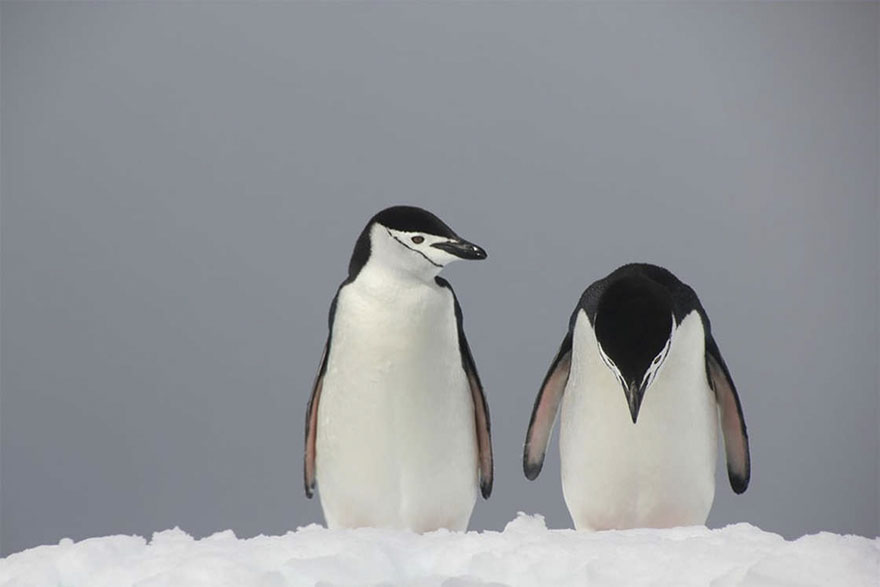 Illustration de l'article : 14 pictures of animals chosen as the funniest of the year