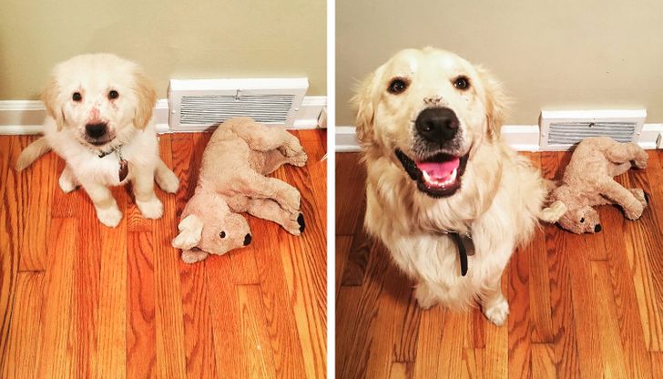 Illustration de l'article : 20 photos of dogs and cats that grew to be bigger than their owners expected