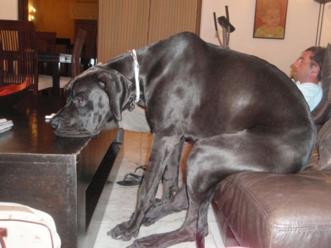Illustration de l'article : 25 cute pets snapped mimicking their owners