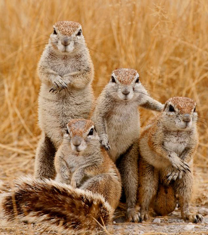 Illustration de l'article : 20 photos that prove animals know how to strike a pose