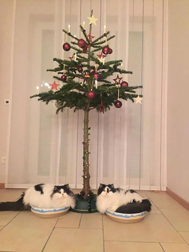Illustration de l'article : 20 genius ways to stop your pet from destroying your Christmas tree!
