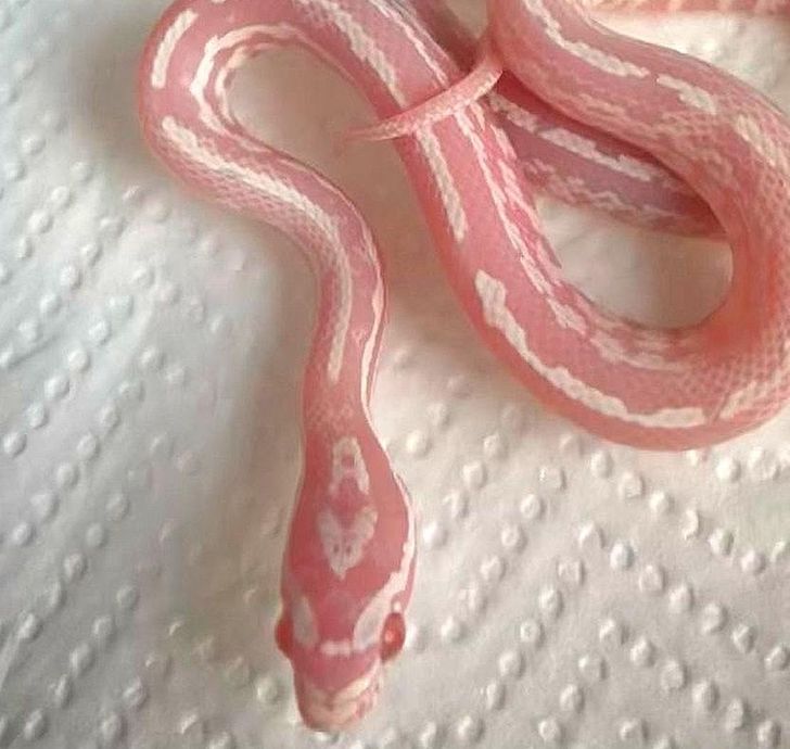 Illustration de l'article : 20 photos that aren’t what they seem