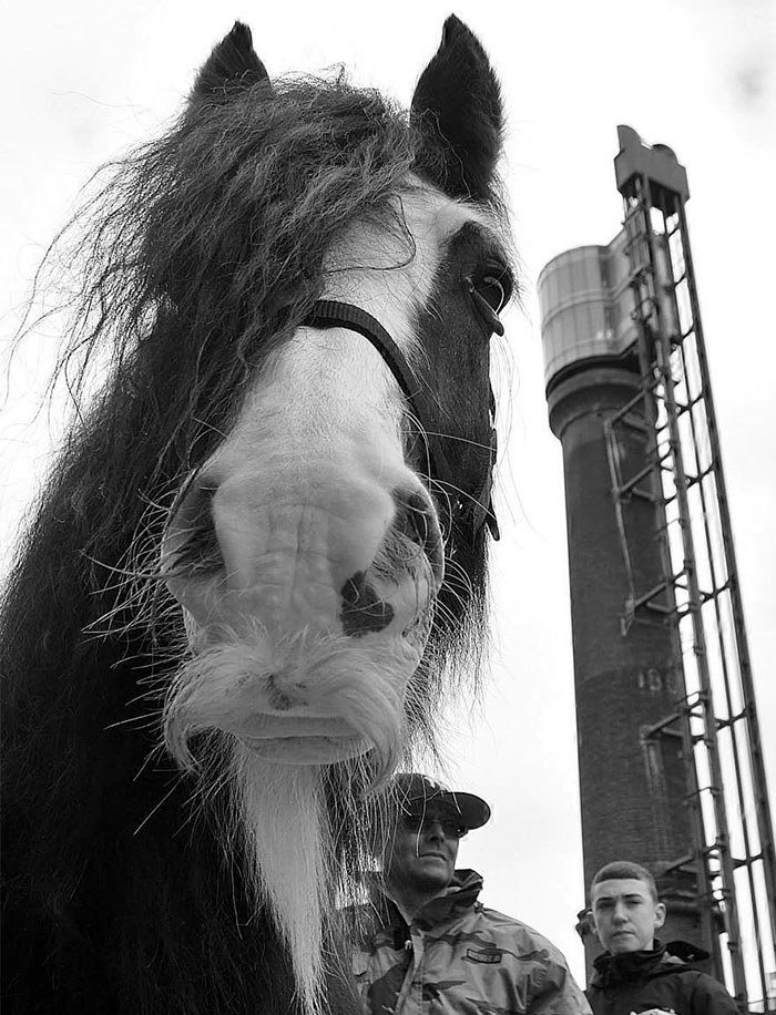 Illustration de l'article : 20 unusual photos of horses with moustaches