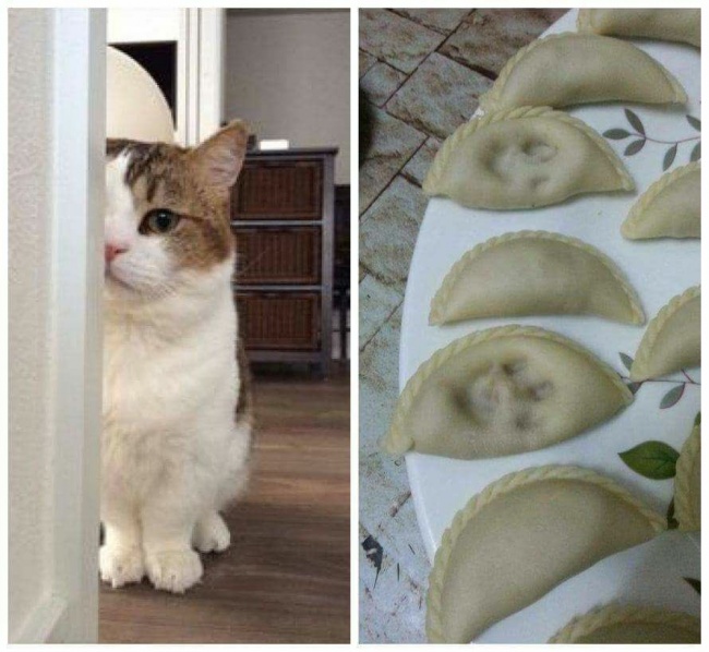 Illustration de l'article : 22 photos that prove cats really are a law unto themselves