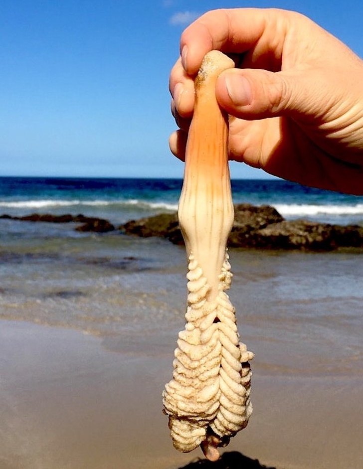 Illustration de l'article : Check out these 21 strange discoveries that deserve a closer look