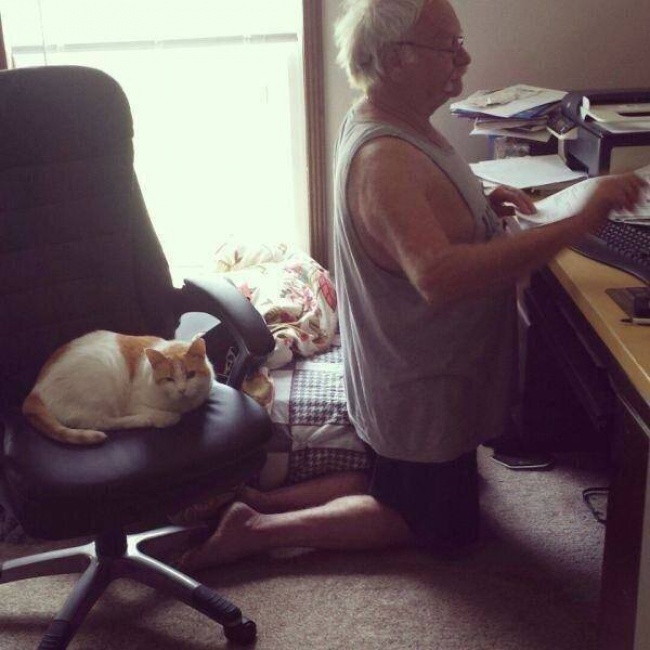 Illustration de l'article : 15 images that show how life with a cat can sometimes be complicated