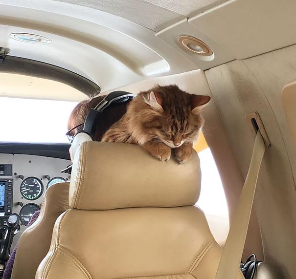 Illustration de l'article : 20 super-cute photos of animals traveling on planes