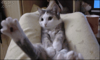 Illustration de l'article : 18 problems that anyone who has a cat experiences everyday