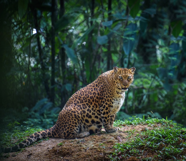 Illustration de l'article : 15 absolutely beautiful animal mothers