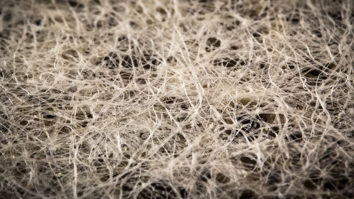 Illustration de l'article : 16 fascinating microscope photos that show off mesmerizing details 