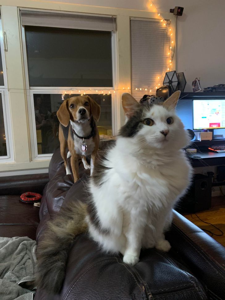 Illustration de l'article : 15 photos of dogs who think they’re cats