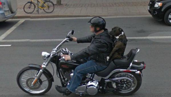 Illustration de l'article : 21 of the most unusual photos that can be found on Google Street View!
