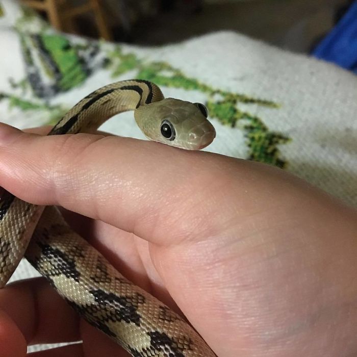 Illustration de l'article : 20 photos that will surely help you get over your fear of snakes