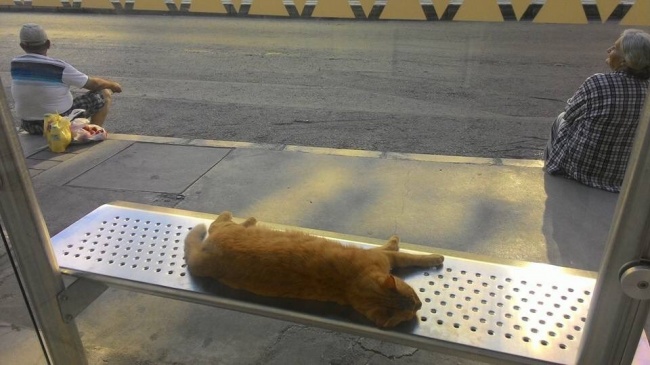Illustration de l'article : 26 photos of what’s right in the world