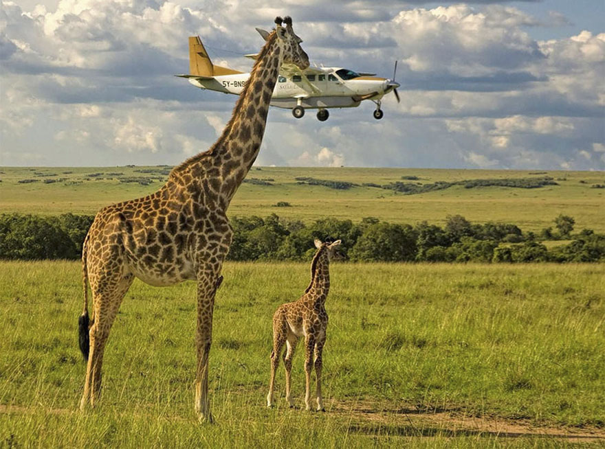 Illustration de l'article : 14 pictures of animals chosen as the funniest of the year