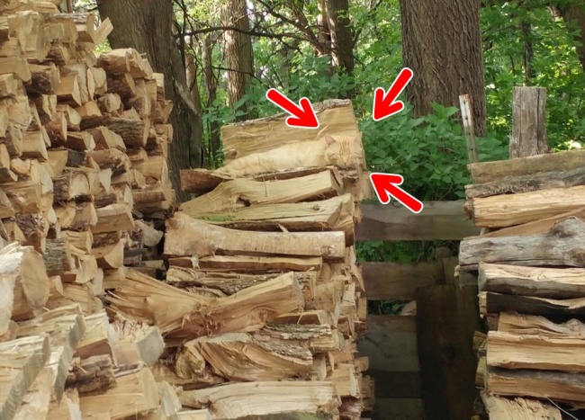 Illustration de l'article : If you don’t have perfect vision, you won’t be able to find the hidden animals in these 10 photos!