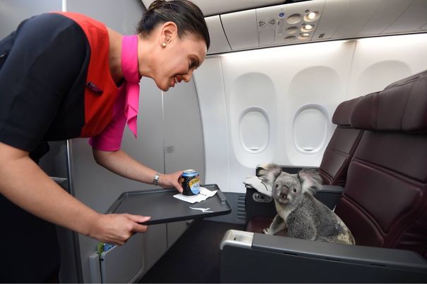 Illustration de l'article : 20 super-cute photos of animals traveling on planes