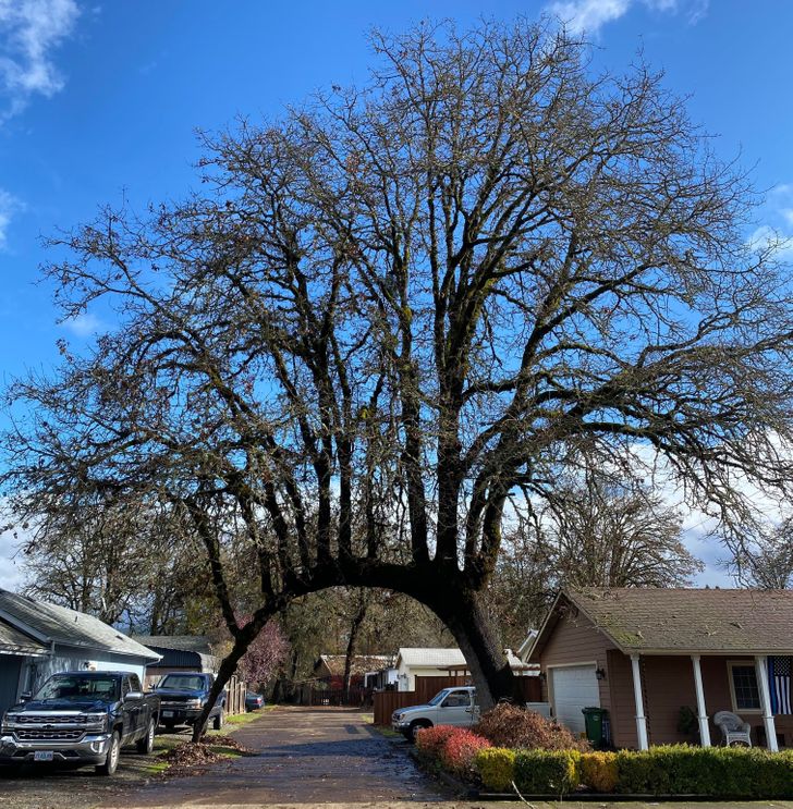 Illustration de l'article : 16 photos that illustrate the beauty and originality of nature