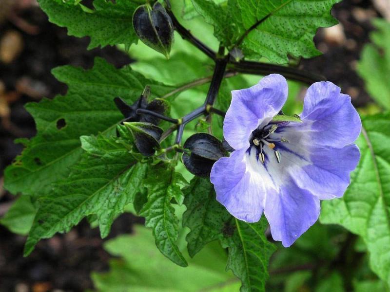 Illustration de l'article : 15 photos of the world's most dangerous garden