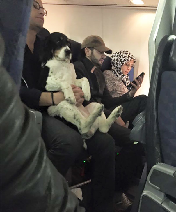 Illustration de l'article : 20 super-cute photos of animals traveling on planes