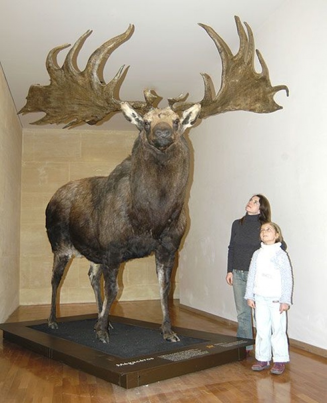 Illustration de l'article : 15 of the biggest living things found on Earth