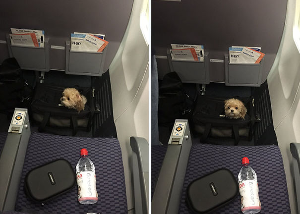 Illustration de l'article : 20 super-cute photos of animals traveling on planes
