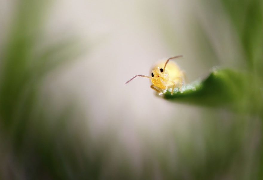 Illustration de l'article : 14 pictures of animals chosen as the funniest of the year