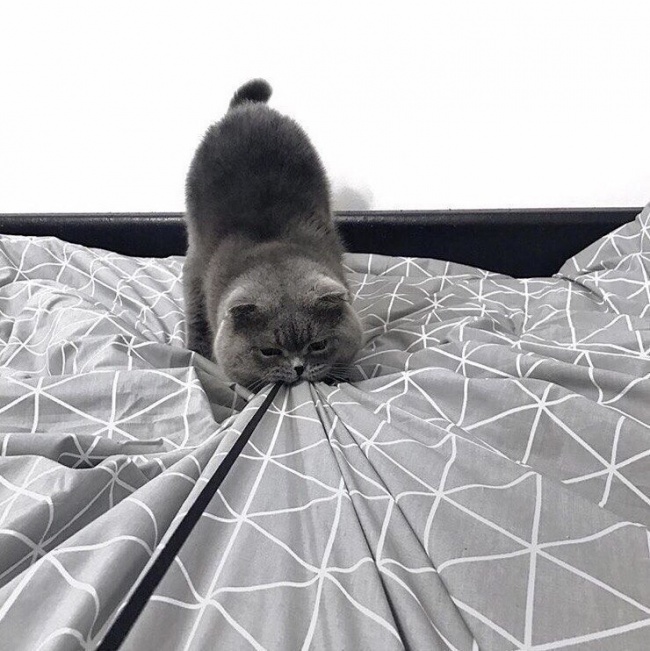 Illustration de l'article : 15 images that show how life with a cat can sometimes be complicated