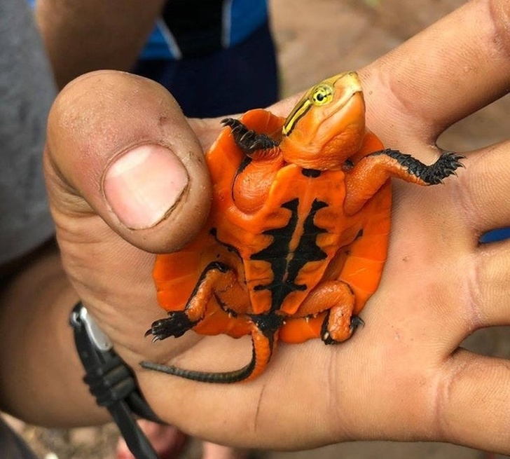 Illustration de l'article : 21 photos that prove we live in a weird and wonderful world!