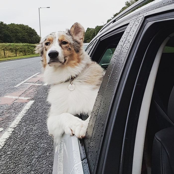Illustration de l'article : 20 adorable photos of Australian Shepherd dogs