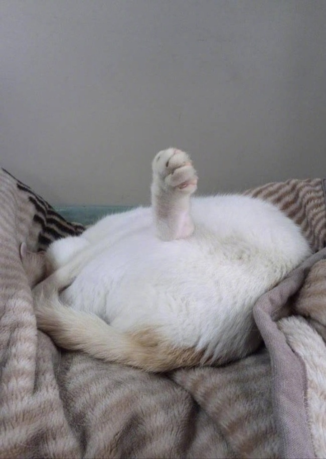 Illustration de l'article : 22 photos that prove cats really are a law unto themselves