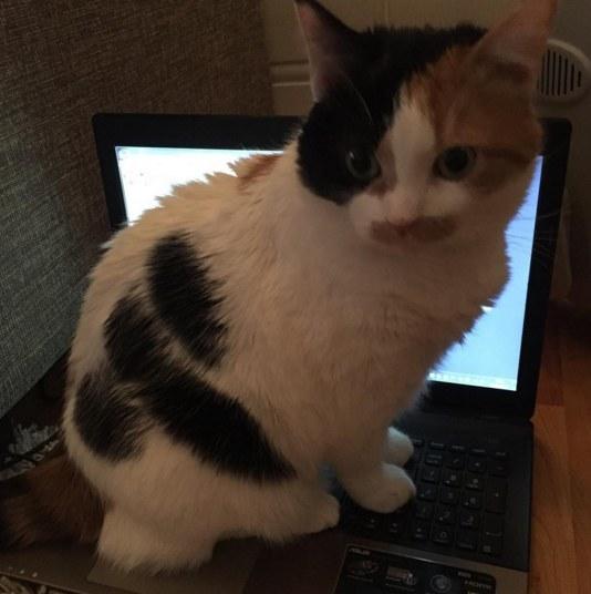 Illustration de l'article : 15 things that anyone who works from home will understand!
