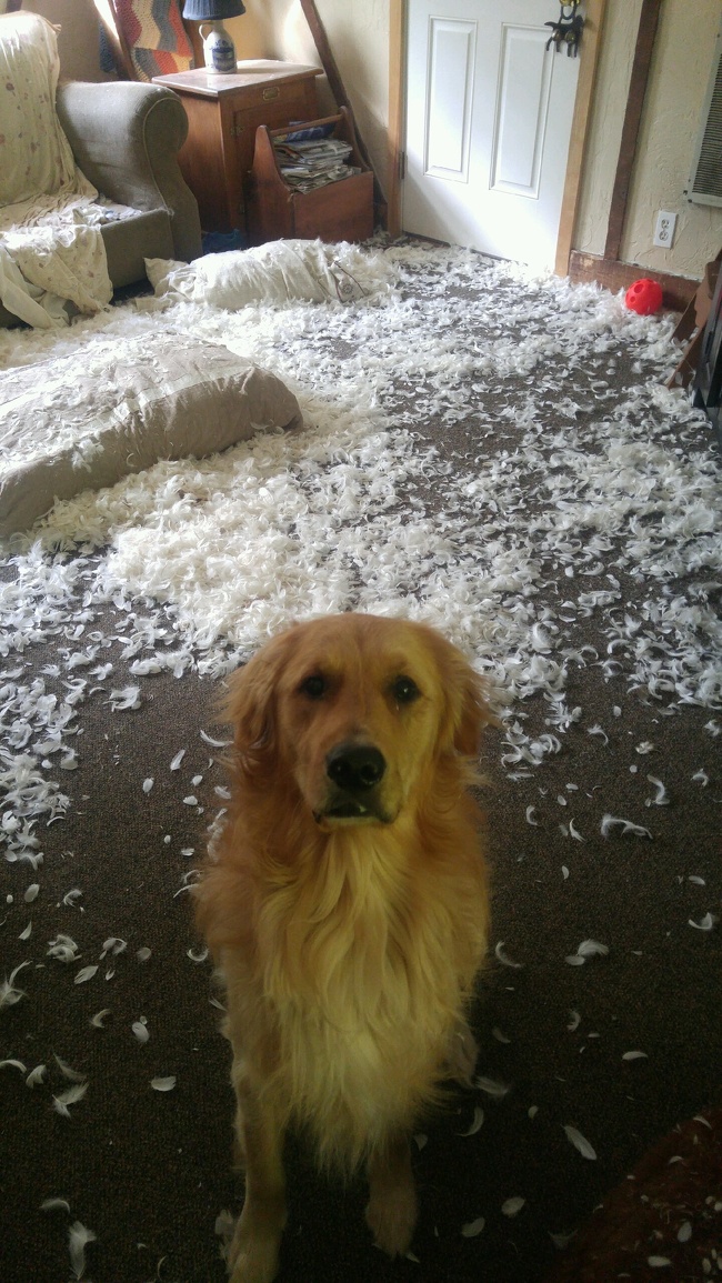 Illustration de l'article : 18 animals that were caught in the act