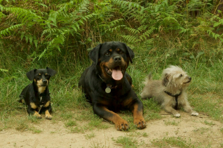 Illustration de l'article : Un Rottweiler âgé utilisé pour des cours d’éducation canine va connaître un véritable bouleversement