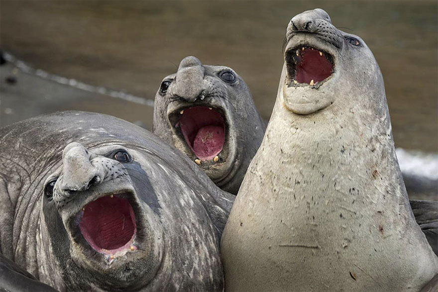 Illustration de l'article : 14 pictures of animals chosen as the funniest of the year
